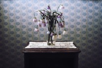 How To Revive A Dying Plant
